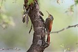 Streak-headed Woodcreeper